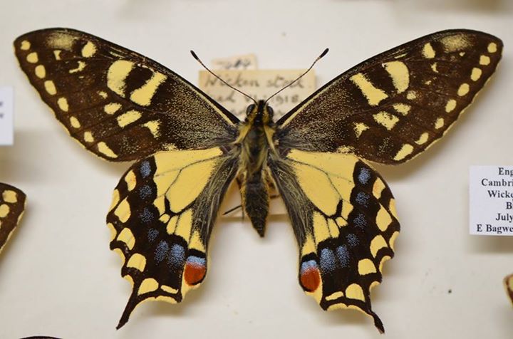 Papilo machaon brittannicus aberration (ex. larvae Wicken Fen 1918) (Internet Image property of respective owner, non-commercial use only)